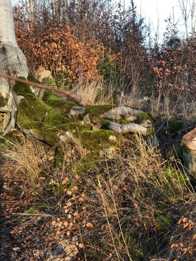 Am Mathildenbrunnen Klein Appartamento Quedlinburg Esterno foto